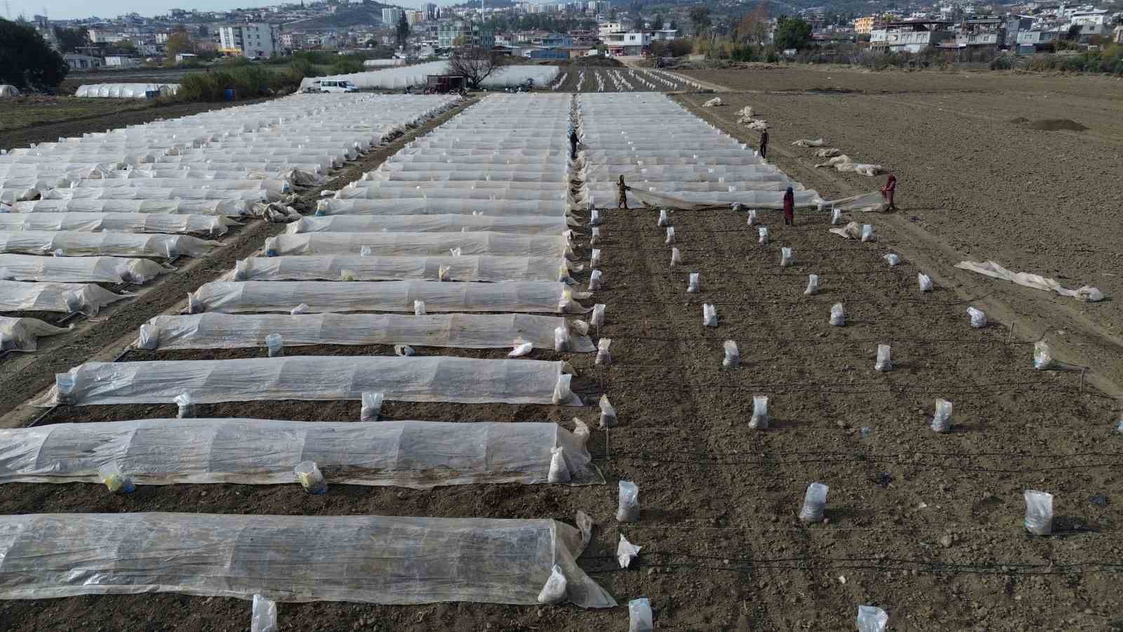 Depremzede çiftçi kışın da üretime devam etmek için tarlasına sera kuruyor